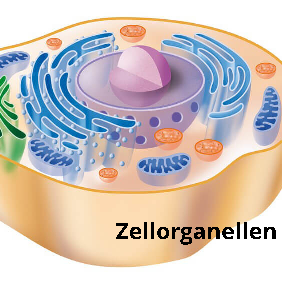 Zellorganellen